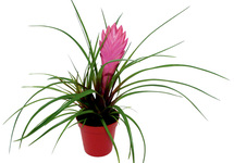 Tillandsia mix - PT