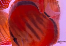 DISCUS HECKEL ICA RED