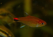 RUBY TETRA