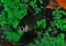 TIGER BARB GREEN