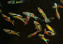 GUPPY ENDLER CAMPOMA ASSORTIS (M/F)