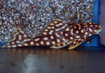 L082 OPAL SPOT PLECO