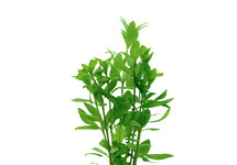 Hygrophila polysperma terracotta ring