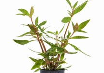 Alternanthera reineckii 'Mini' - PE