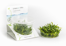 Cryptocoryne parva - In Vitro Cup