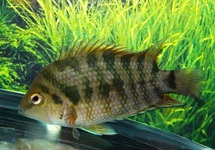 CICHLID KANNA