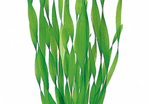 Vallisneria spiralis 'Torta' - TA