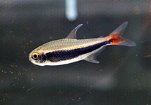 PERUVIAANSE TETRA