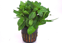 Ludwigia palustris groen terracotta ring